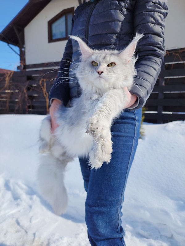 Olsey Cat  Akbars - Junior maine-coon 7.5 months