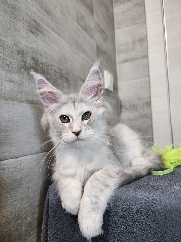 Olsey Cat  Akbars - Kitten maine-coon 2 months 2.5 weeks