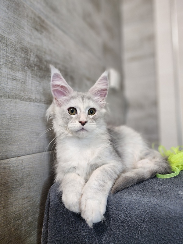 Olsey Cat  Akbars - Kitten maine-coon 2 months 2.5 weeks