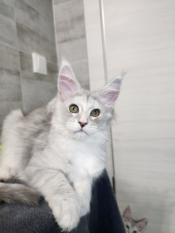 Olsey Cat  Akbars - Kitten maine-coon 2 months 2.5 weeks