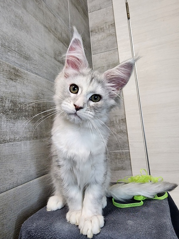Olsey Cat  Akbars - Kitten maine-coon 2 months 2.5 weeks