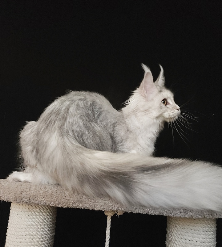 Olsey Cat  Akbars - Junior maine-coon 7 months 2.5 weeks