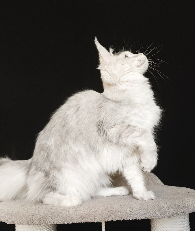 Olsey Cat  Akbars - Junior maine-coon 7 months 2.5 weeks