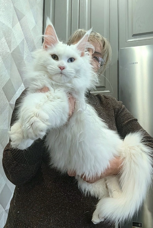 Alpinen Gold Eva - Kitten maine-coon 5 months 4 weeks