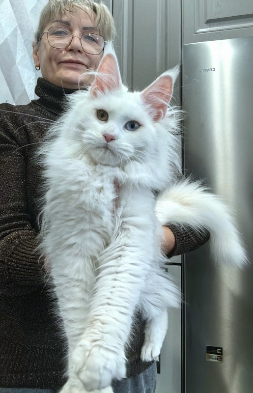 Alpinen Gold Eva - Kitten maine-coon 5 months 4 weeks