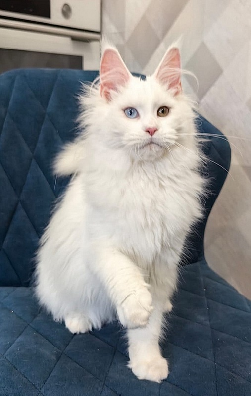 Alpinen Gold Eva - Kitten maine-coon 5 months 4 weeks