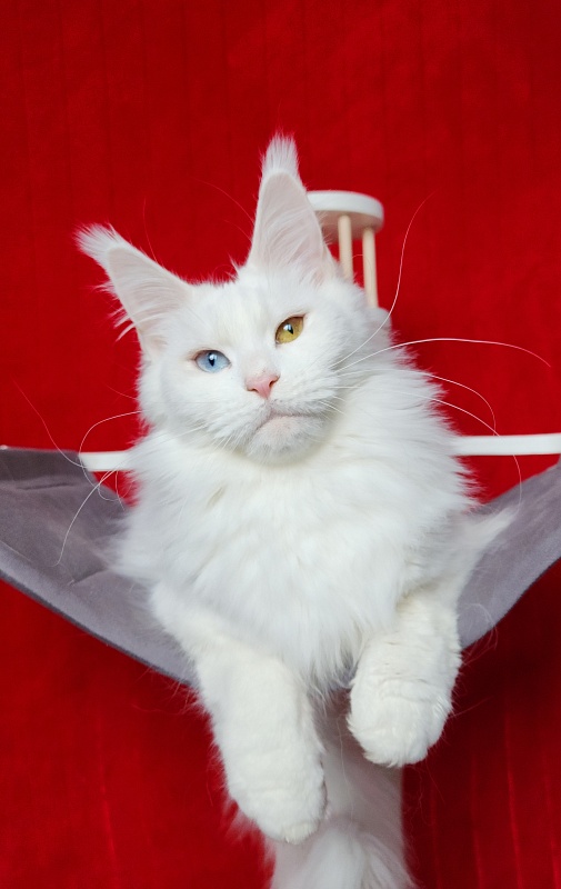 Alpinen Gold Eva - Adult maine-coon 1 year 3 months 2 weeks