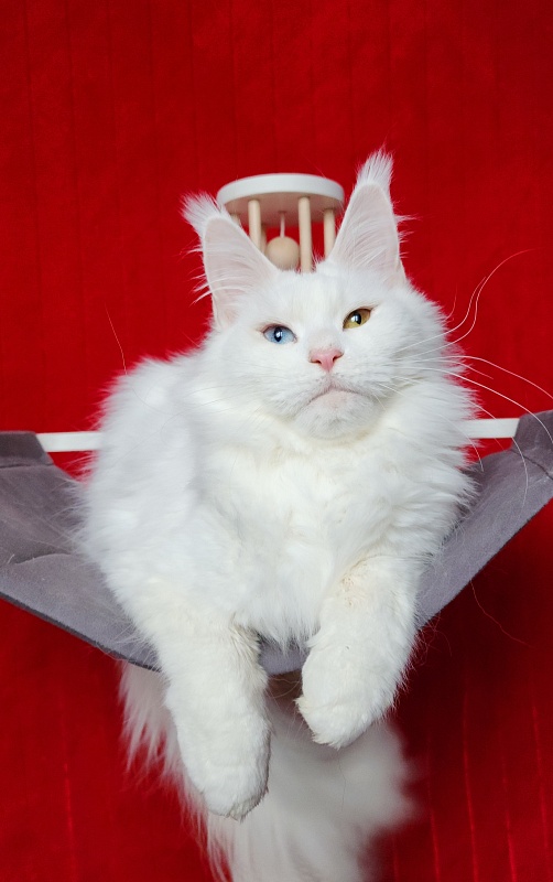 Alpinen Gold Eva - Adult maine-coon 1 year 3 months 2 weeks