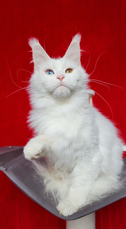 Alpinen Gold Eva - Adult maine-coon 1 year 3 months 2 weeks