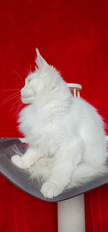 Alpinen Gold Eva - Adult maine-coon 1 year 3 months 2 weeks