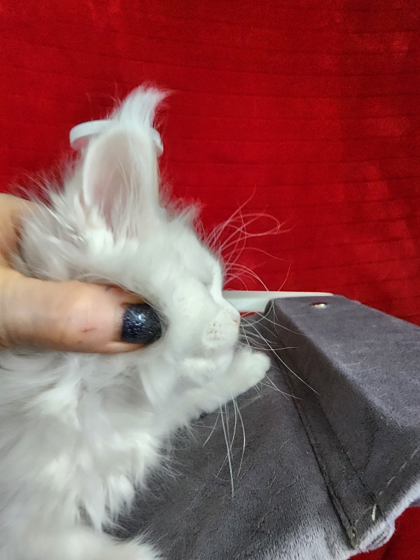 Roxy Vivian  Akbars - Kitten maine-coon 1 month 0.5 weeks