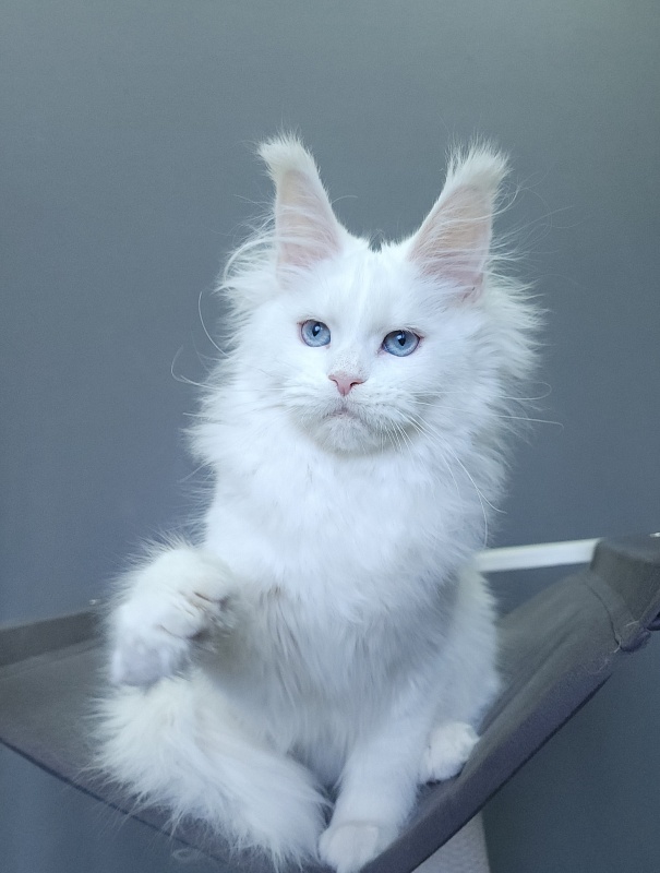 Roxy Vivian  Akbars - Kitten maine-coon 4 months 3 weeks