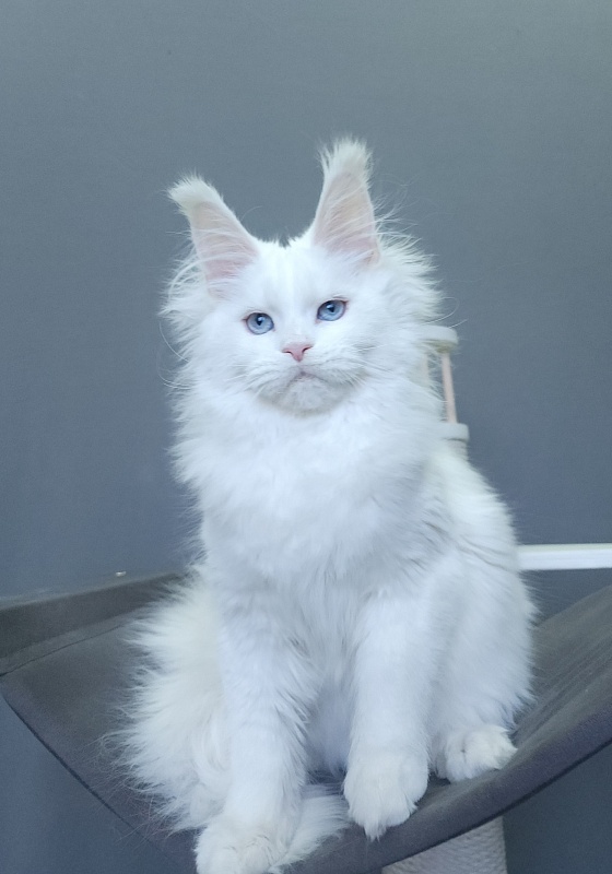 Roxy Vivian  Akbars - Kitten maine-coon 4 months 3 weeks