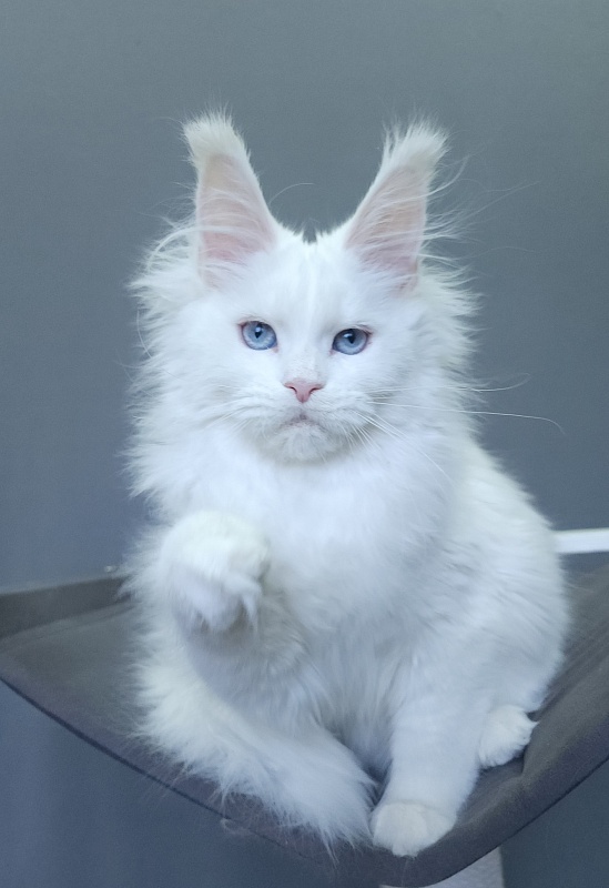 Roxy Vivian  Akbars - Kitten maine-coon 4 months 3 weeks