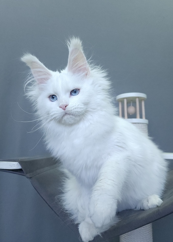 Roxy Vivian  Akbars - Kitten maine-coon 4 months 3 weeks