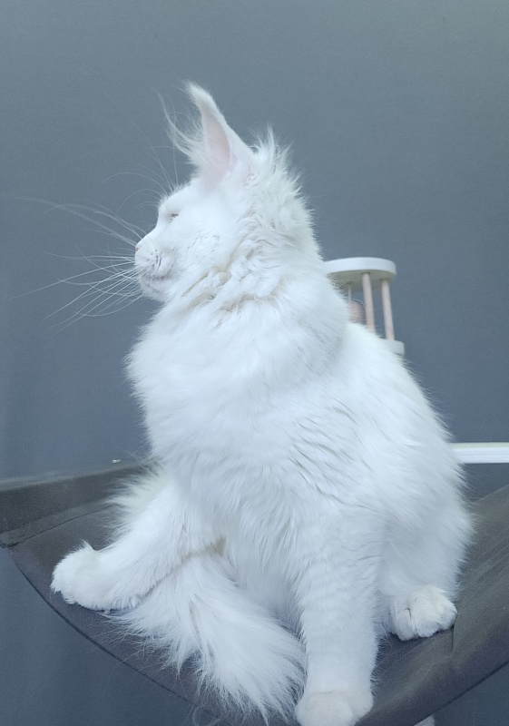 Roxy Vivian  Akbars - Kitten maine-coon 4 months 3 weeks