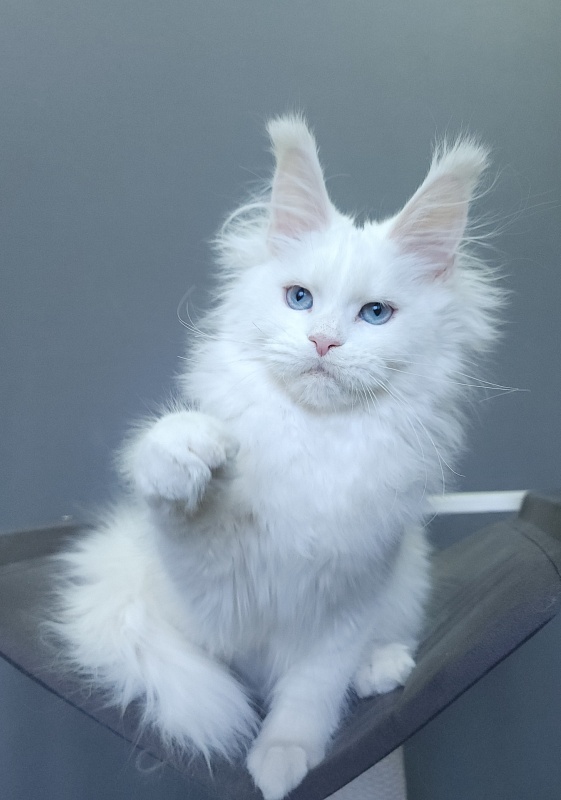 Roxy Vivian  Akbars - Kitten maine-coon 4 months 3 weeks