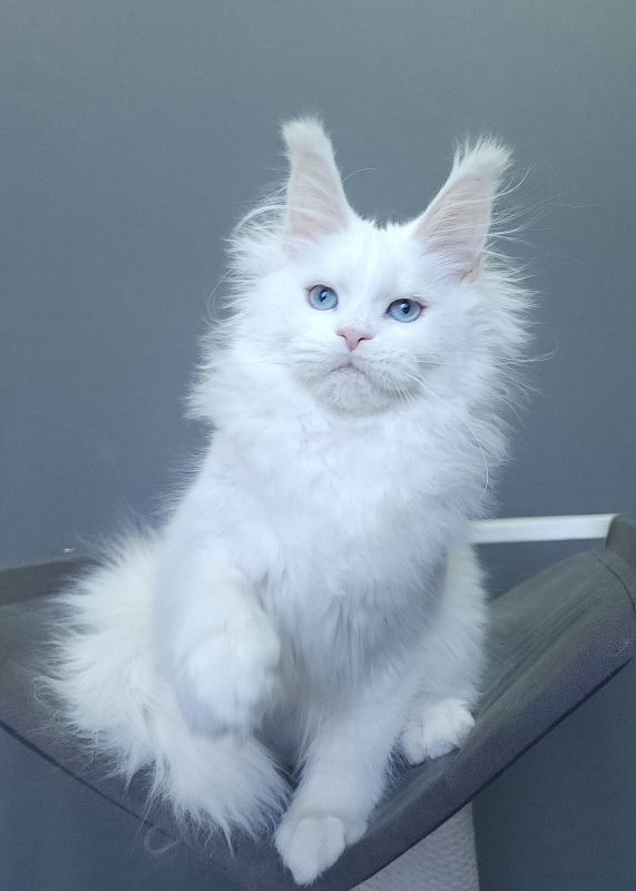 Roxy Vivian  Akbars - Kitten maine-coon 4 months 3 weeks