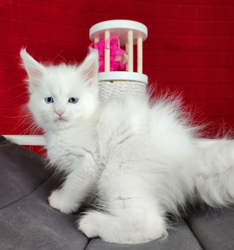 Roxy Vivian  Akbars - Kitten maine-coon 1 month 0.5 weeks