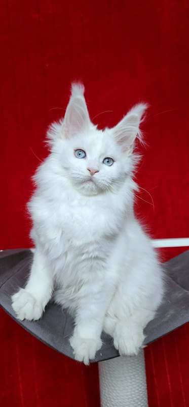 Roxy Vivian  Akbars - Kitten maine-coon 2 months 3 weeks