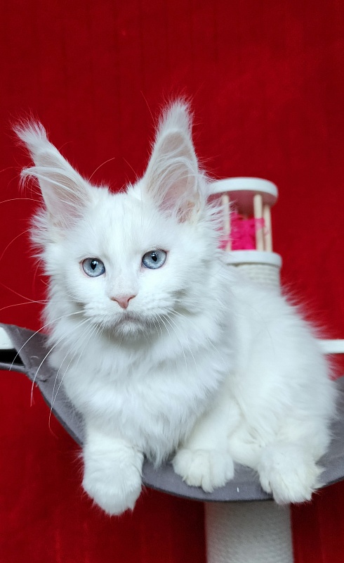 Roxy Vivian  Akbars - Kitten maine-coon 2 months 3 weeks