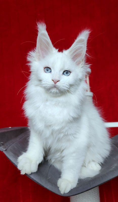 Roxy Vivian  Akbars - Kitten maine-coon 2 months 3 weeks