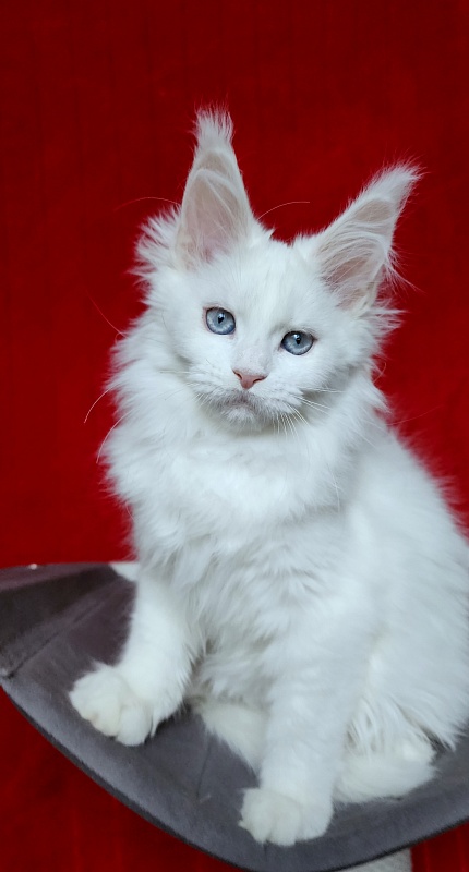 Roxy Vivian  Akbars - Kitten maine-coon 2 months 3 weeks