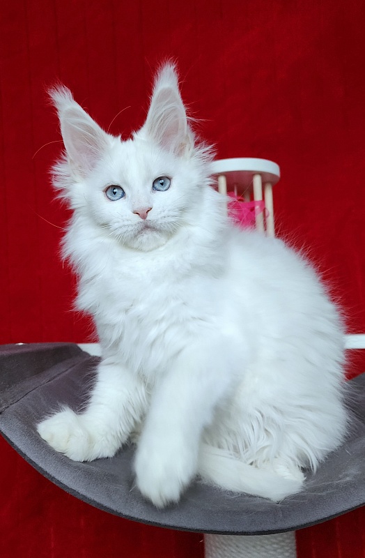 Roxy Vivian  Akbars - Kitten maine-coon 2 months 3 weeks