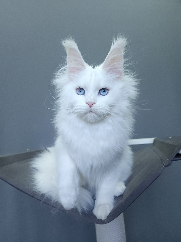 Roxy Vivian  Akbars - Kitten maine-coon 4 months 3 weeks