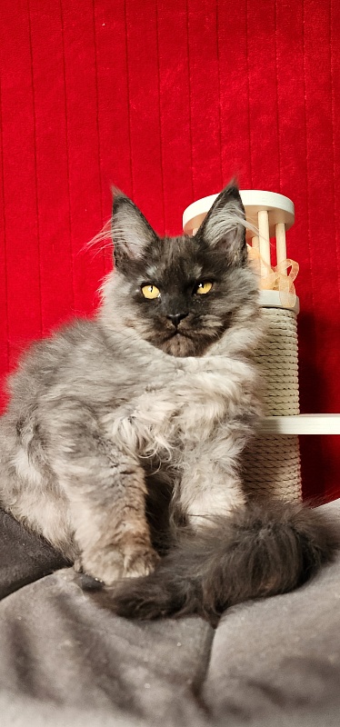 Ga*La Akbars - Kitten maine-coon 3 months 4 weeks