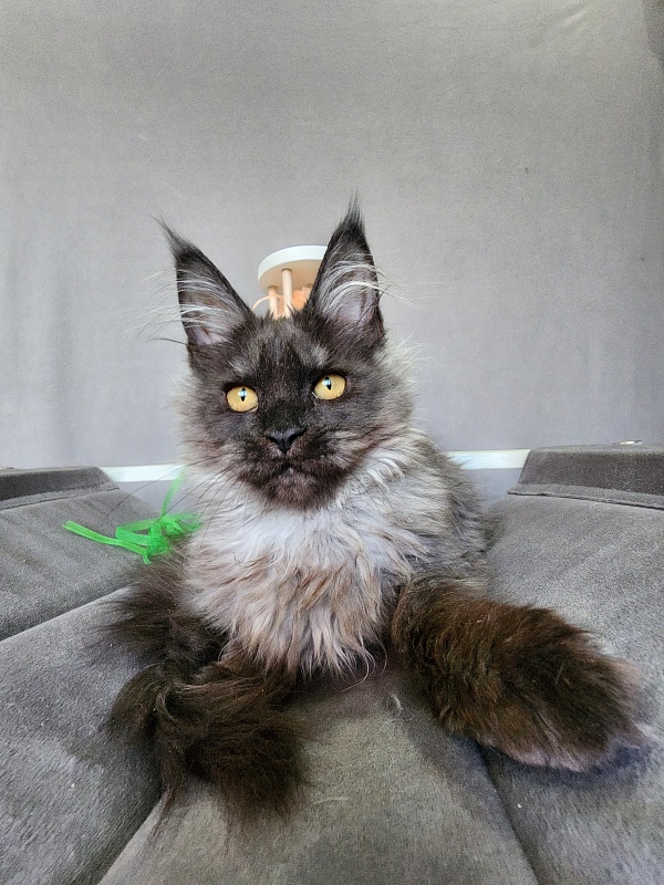 Ga*La Akbars - Kitten maine-coon 4 months 1 week