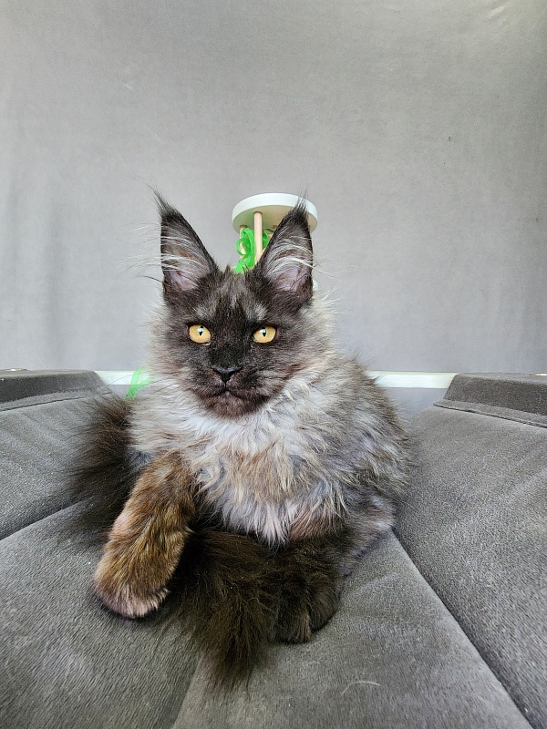 Ga*La Akbars - Kitten maine-coon 4 months 1 week