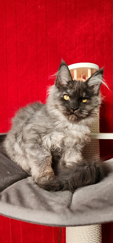 Ga*La Akbars - Kitten maine-coon 3 months 4 weeks