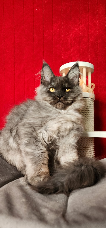 Ga*La Akbars - Kitten maine-coon 3 months 4 weeks