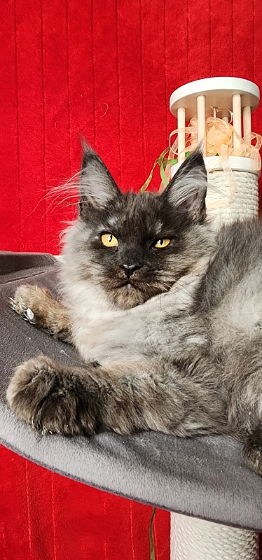 Ga*La Akbars - Kitten maine-coon 3 months 4 weeks