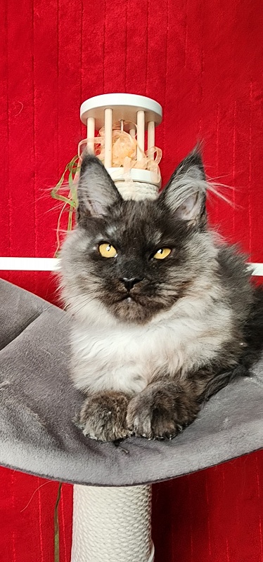 Ga*La Akbars - Kitten maine-coon 3 months 4 weeks
