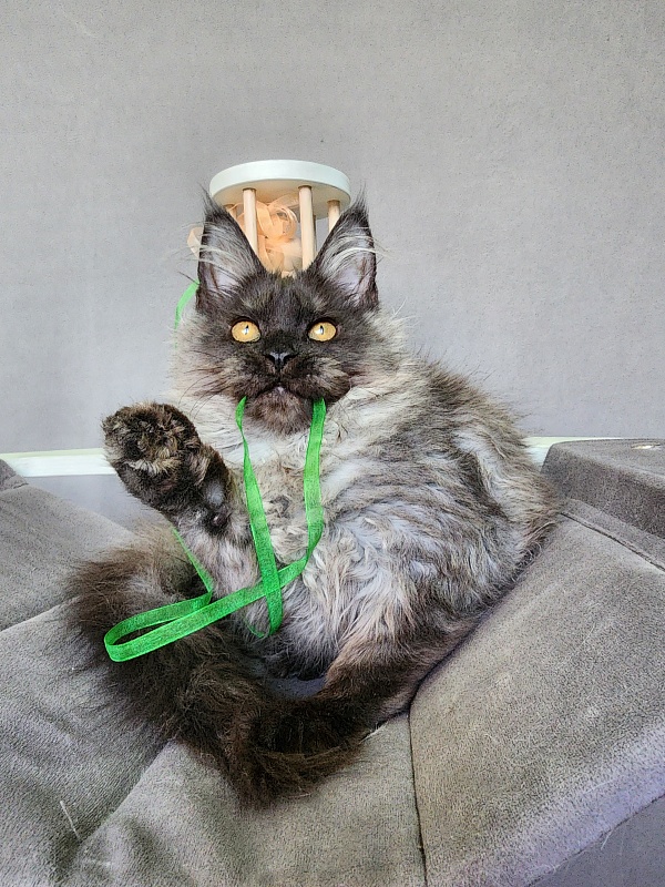 Ga*La Akbars - Kitten maine-coon 4 months 1 week