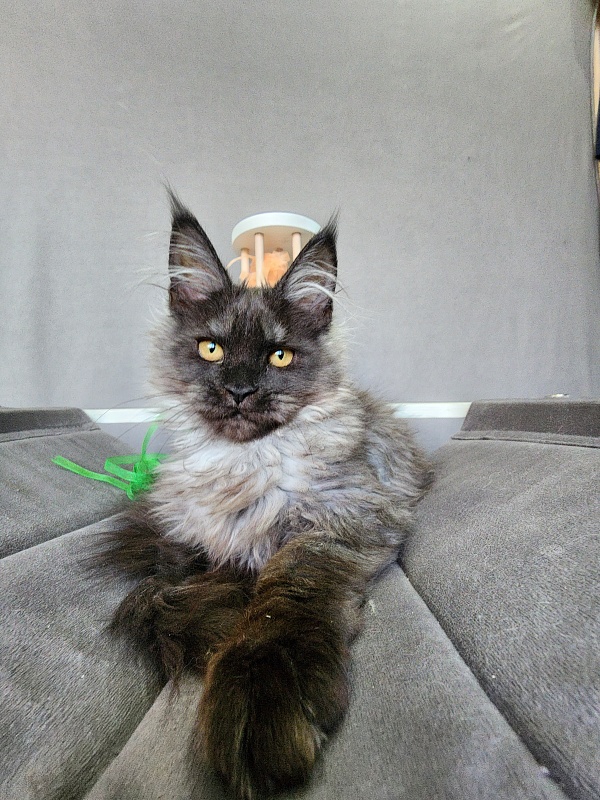 Ga*La Akbars - Kitten maine-coon 4 months 1 week