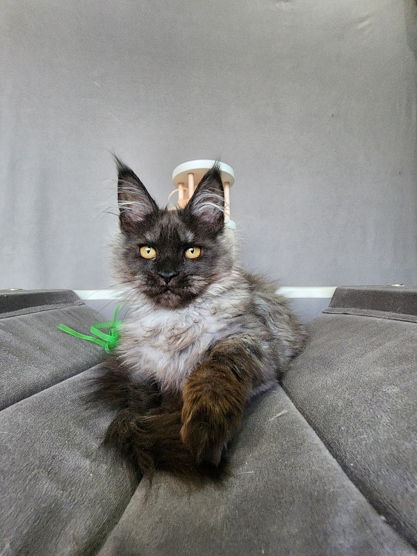 Ga*La Akbars - Kitten maine-coon 4 months 1 week