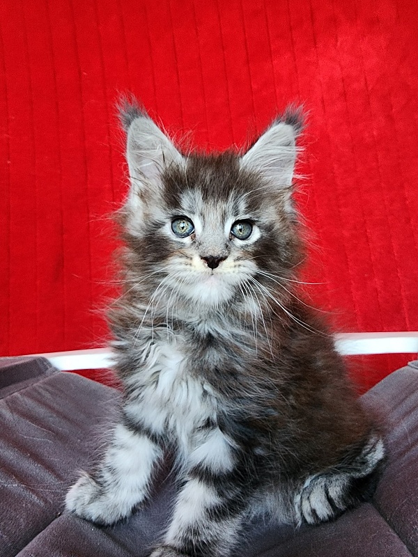 Simon  Akbars - Kitten maine-coon 1 month 3.5 weeks