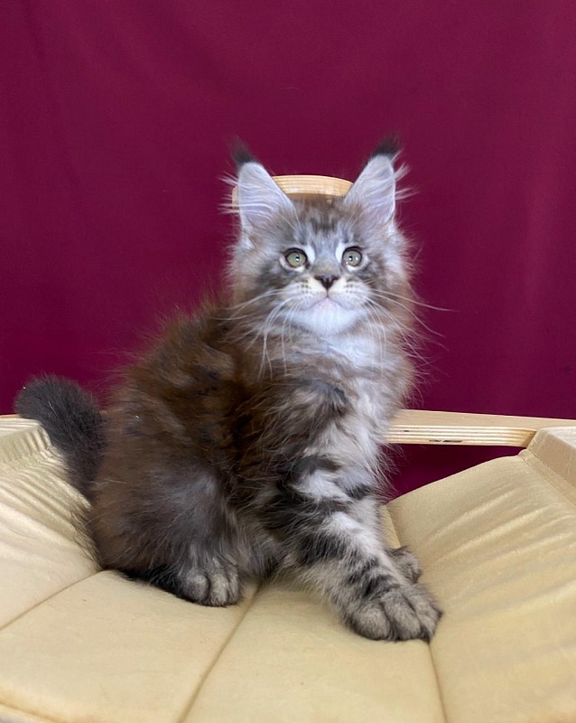 Simon  Akbars - Kitten maine-coon 2 months 1.5 week