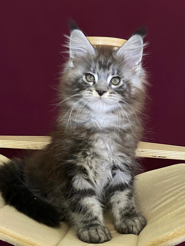 Simon  Akbars - Kitten maine-coon 2 months 1.5 week