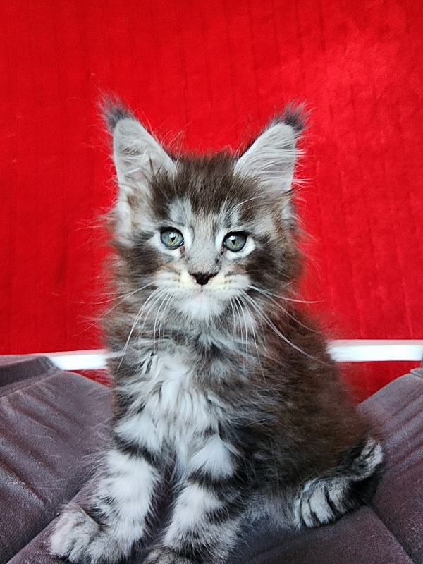 Simon  Akbars - Kitten maine-coon 1 month 3.5 weeks