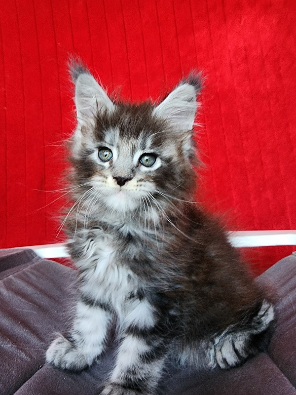 Simon  Akbars - Kitten maine-coon 1 month 3.5 weeks