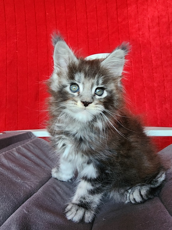 Simon  Akbars - Kitten maine-coon 1 month 3.5 weeks