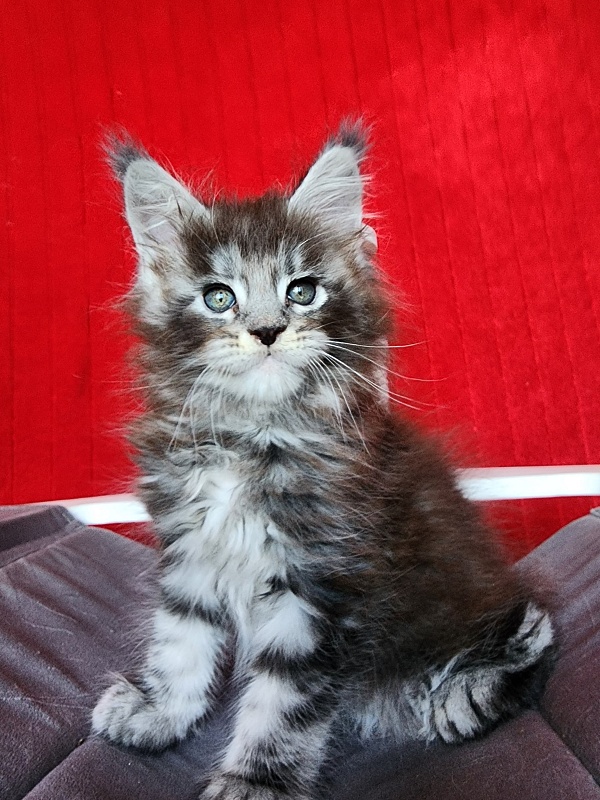 Simon  Akbars - Kitten maine-coon 1 month 3.5 weeks