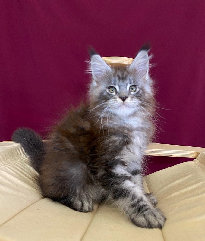 Simon  Akbars - Kitten maine-coon 2 months 1.5 week