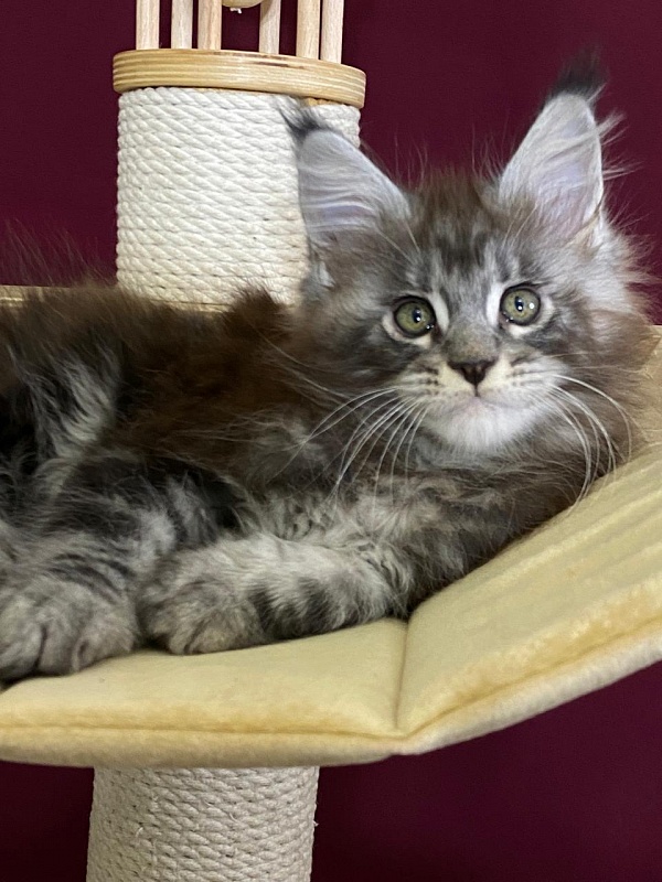 Simon  Akbars - Kitten maine-coon 2 months 1.5 week