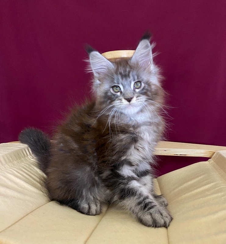 Simon  Akbars - Kitten maine-coon 2 months 1.5 week