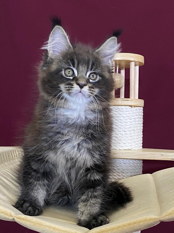 Sultan Bey Akbars - Kitten maine-coon 2 months 1.5 week